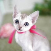 シンガプーラ