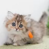 ミヌエット(長足)【神奈川県・女の子・2025年1月24日・トーティー】の写真1「チンチラゴールデンの様な華やかな毛色です♪」