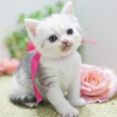 ミヌエット(長足)