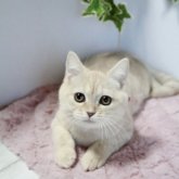 マンチカン(長足)