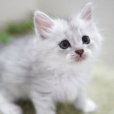 ミヌエット(長足)