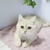 マンチカン(長足)