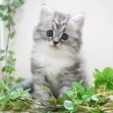 ミヌエット(長足)