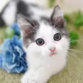 マンチカン(短足)