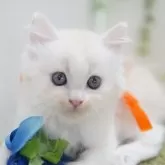 ミヌエット(長足)