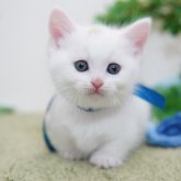 マンチカン