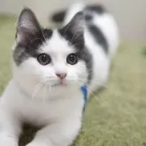 マンチカン(短足)