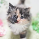 ミヌエット(長足)