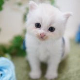 ミヌエット(長足)