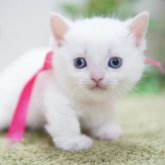 ミヌエット(長足)