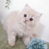 ミヌエット(長足)【神奈川県・男の子・2025年8月23日・クリームタビー】の写真4