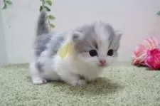 ミヌエット(短足)【神奈川県・女の子・2024年12月13日・ダイリュートキャリコ】の写真4