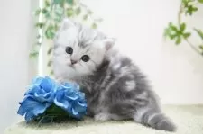 ミヌエット(長足)【神奈川県・男の子・2025年1月4日・シルバータビー】の写真5