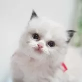 ラグドール【神奈川県・男の子・2024年11月28日・シールポイントバイカラー】の写真13