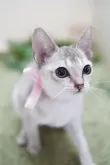 シンガプーラ【神奈川県・女の子・2025年6月13日・セピアアグーティ】の写真6
