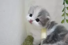 ミヌエット(短足)【神奈川県・女の子・2024年12月13日・ダイリュートキャリコ】の写真6