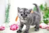 マンチカン(長足)【神奈川県・女の子・2025年3月22日・トーティ】の写真6
