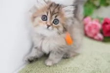 ミヌエット(長足)【神奈川県・女の子・2025年1月24日・トーティー】の写真2