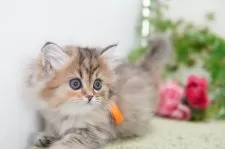 ミヌエット(長足)【神奈川県・女の子・2025年1月24日・トーティー】の写真8