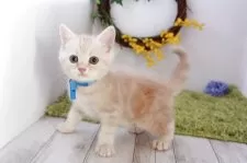 マンチカン(長足)【神奈川県・男の子・2025年7月14日・クリーム&ホワイト】の写真6