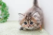 ミヌエット(長足)【神奈川県・女の子・2025年1月24日・トーティー】の写真9