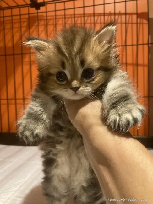 ID:2108-01486の子猫
