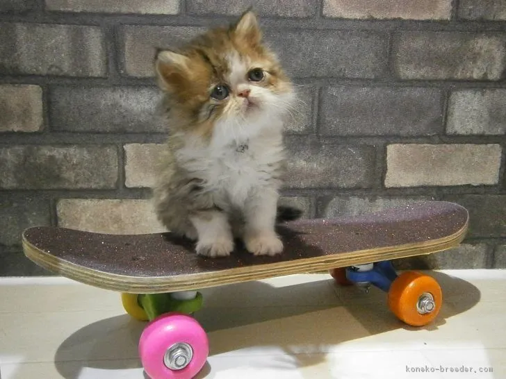 ID：1712-00004の子猫