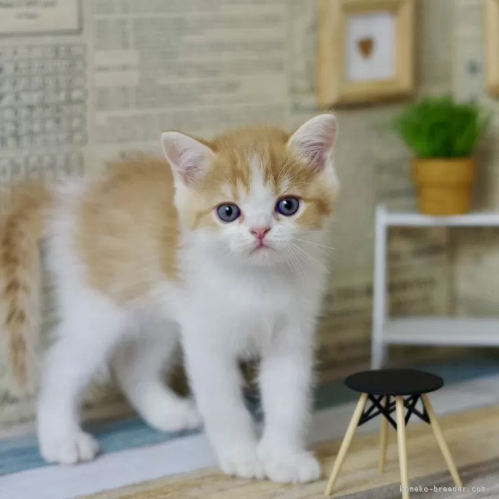 ID：2408-02848の子猫
