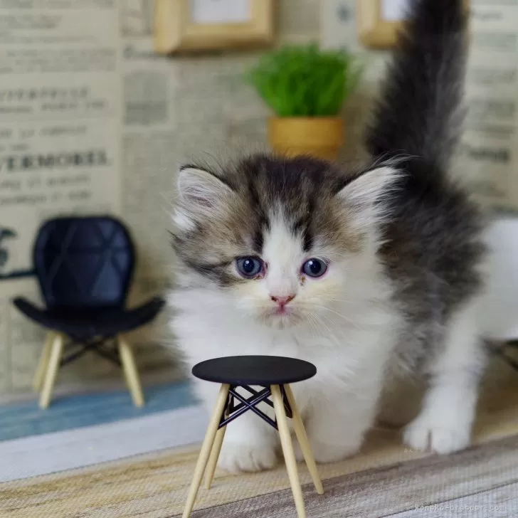 ID：2408-03034の子猫