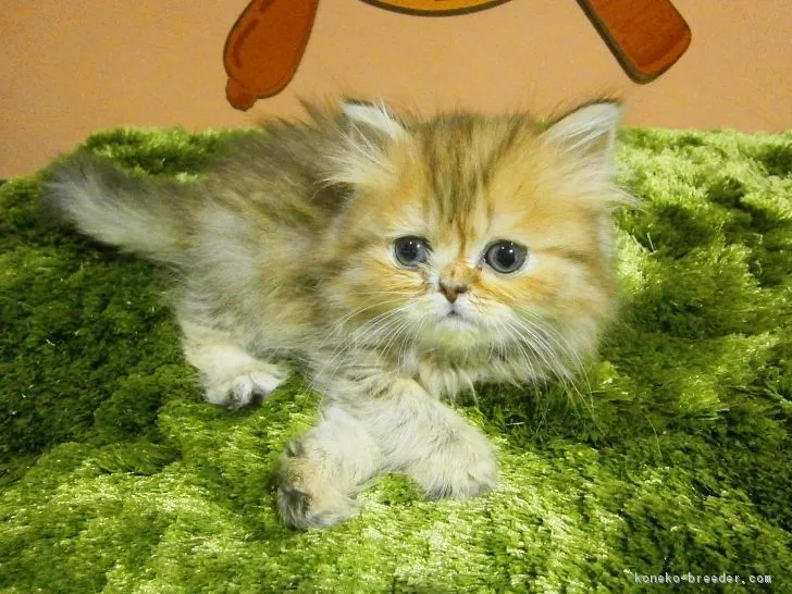 ID:1704-00146の子猫