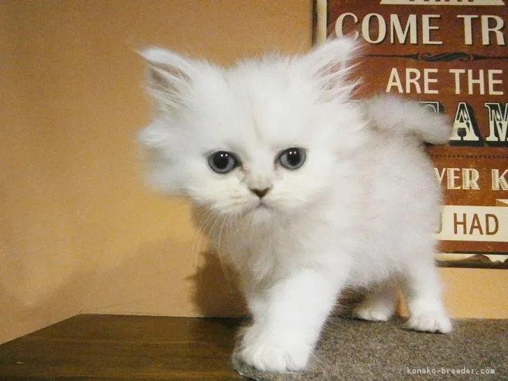 ID：1708-00407の子猫