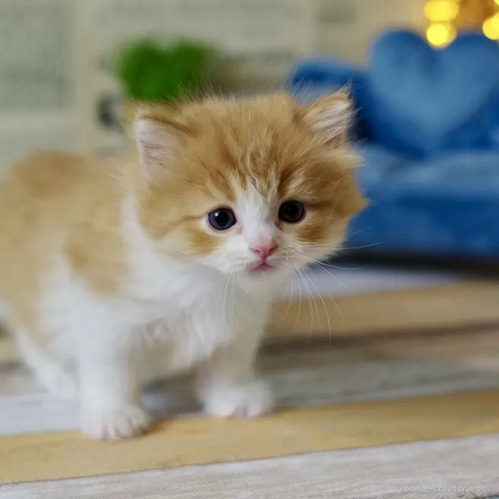 ID：2412-00391の子猫