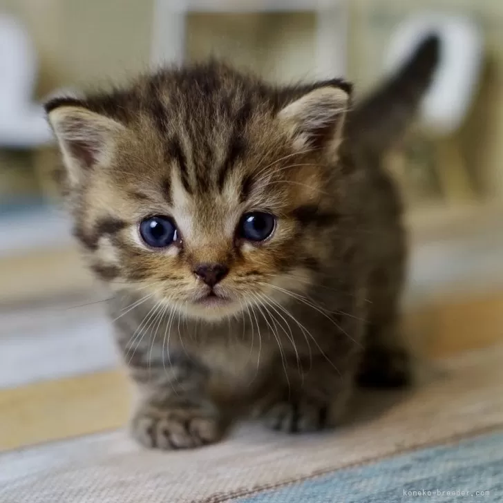 ID：2410-00595の子猫