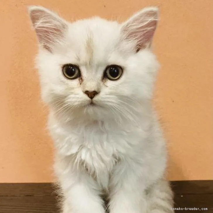 ID:2301-02334の子猫