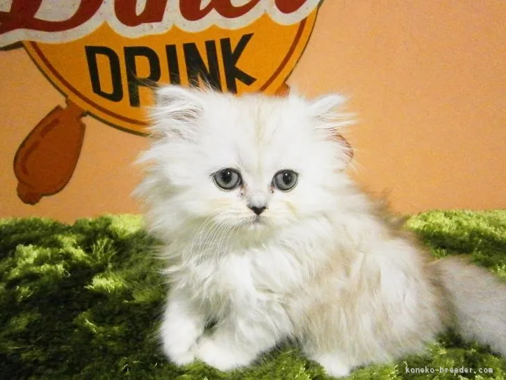ID:1703-00913の子猫
