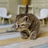 ミヌエット(短足)【北海道・男の子・2024年9月2日・チンチラゴールデン】の写真4