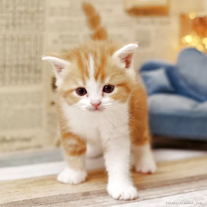 ID：2505-00415の子猫