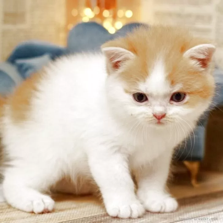 ID：2504-02415の子猫