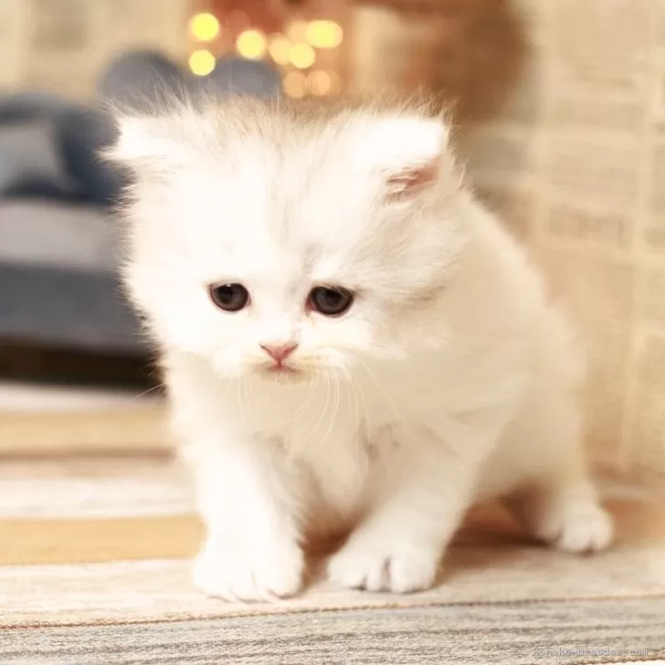 ID：2603-02843の子猫