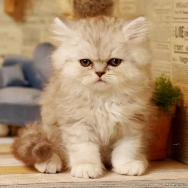 ID：2512-01115の子猫