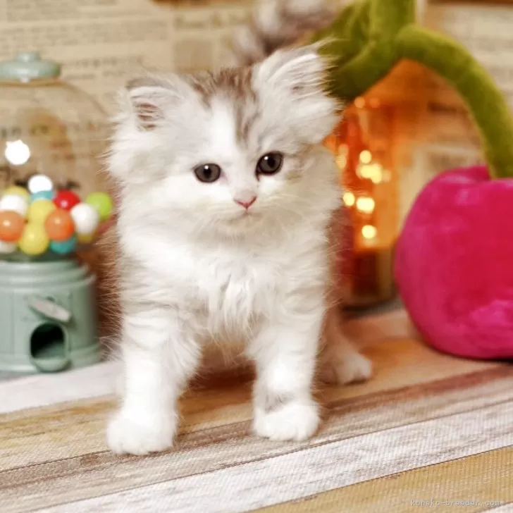 ID：2506-01892の子猫