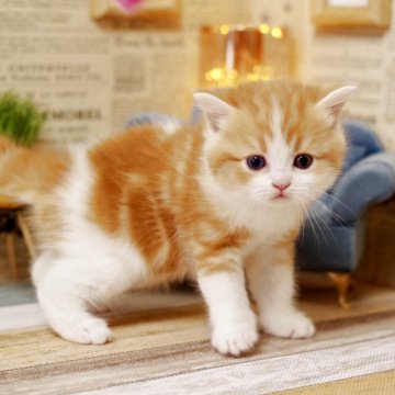 ミヌエット(長足)【北海道・男の子・2025年3月31日・レッド&ホワイト】の写真「可愛すぎてすみません🙇‍♀️」