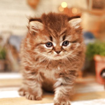 ミヌエット(長足)【北海道・男の子・2025年11月11日・ブラウンタビー（セミロング）】の写真「可愛いお顔の男の子」