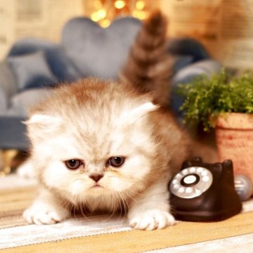 ミヌエット(長足)【北海道・男の子・2025年11月11日・チンチラシルバー（セミロング）】の写真「お目目クリクリの男の子」