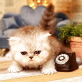 ミヌエット(長足)