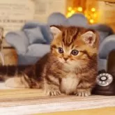 ミヌエット(短足)