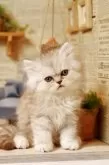 ミヌエット(長足)【北海道・男の子・2025年11月11日・ブルー・シルバー系】の写真3
