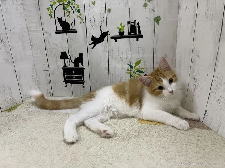 ID：2104-00684の子猫