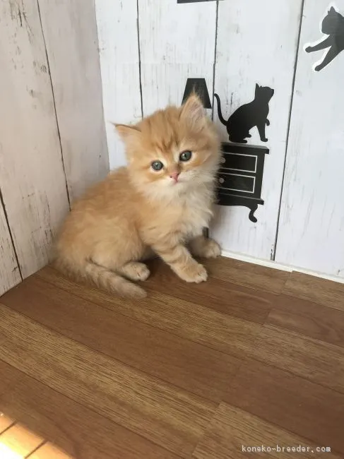 タケル 様のお迎えした子猫