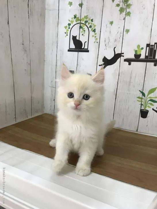 ID：1810-00878の子猫